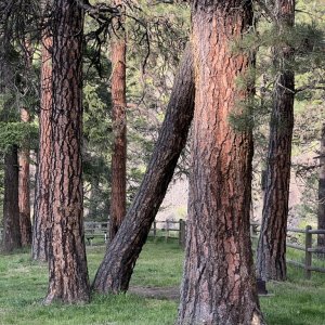 Oregon: Minam state park