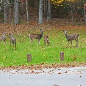 Daily campground visitors