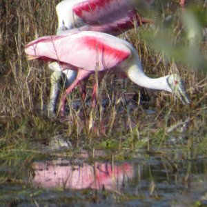 Roseate Spoonbill