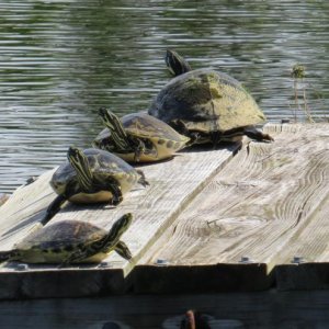 sitting on the dock