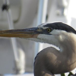 great blue profile