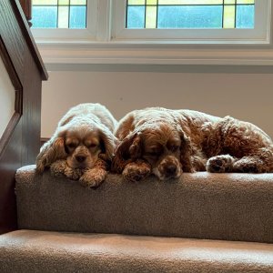 Sunny and Buster Craige, our cocker spaniels