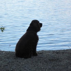 Lucy Dog at Hanes Point.