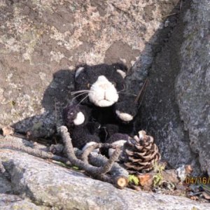 Teddy on rock, Stemwinder.