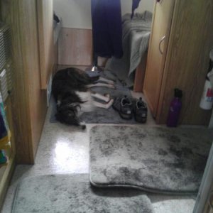 Kira passed out on the floor of the trailer after a weekend of mud. Thank goodness for vinyl floors!