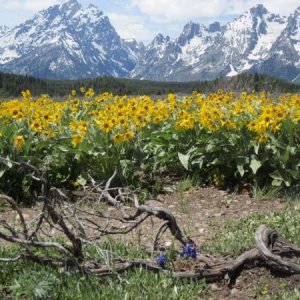 Flowers in The Tetons