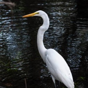 Egret, Manatee Springs State Park, FL