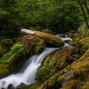 Along the Trail to Watson Falls, OR