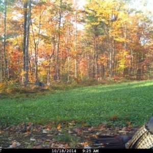 Clover field and turkey.