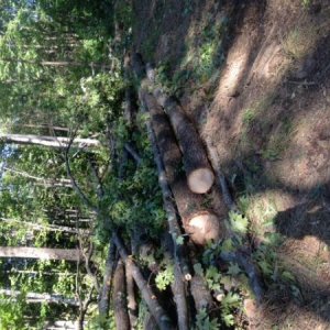 Cutting firewood for heat and also new food plot location.