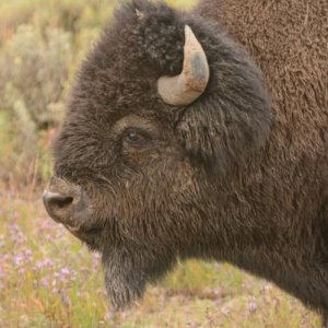 as close as you ever want to be to a bison ... 
yes we were inside our SUV