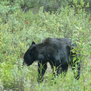 Bear near Wabasso Campground