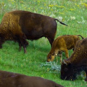 Buffalo Pound Provincial Park