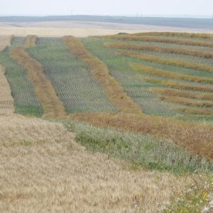 canola field