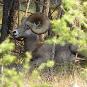 Bighorn sheep at Radium