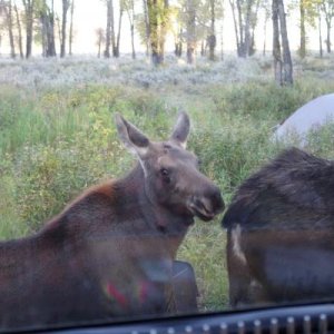 Baby moose