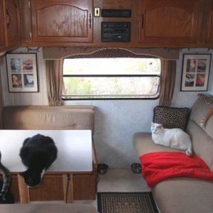 Four cats in a trailer