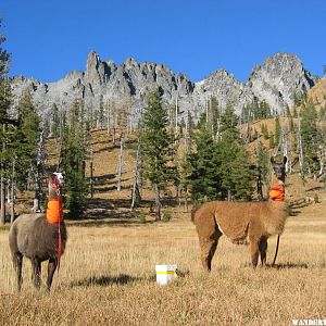 Meadow ornaments