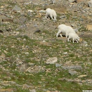 Mountain Goats in Glacier National Park