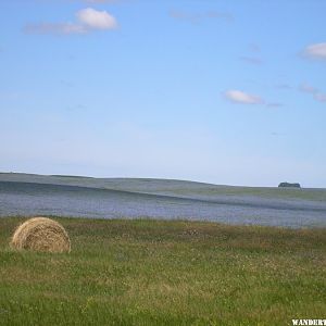 A blue field of Flax in ND