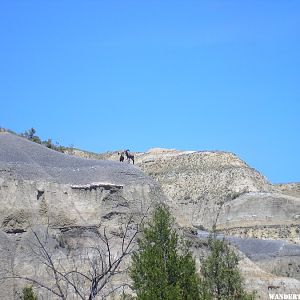 Big Horn sheep in Teddy Roosevelt NP