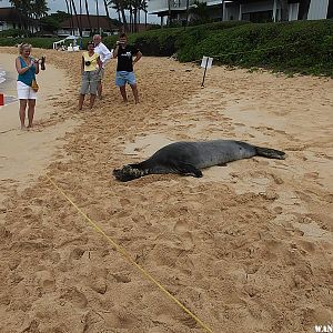 Hawaiian Monk Seal - Poipu