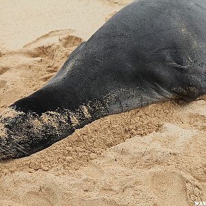 Hawaiian Monk Seal - Poipu