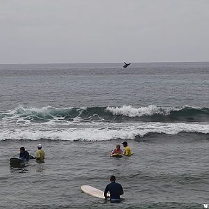 Whale Jumping - Poipu