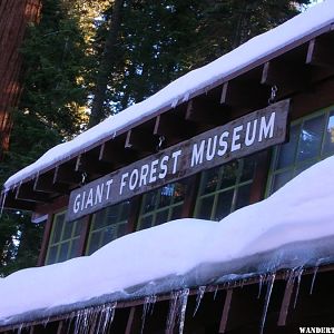 Winter in the giant forest