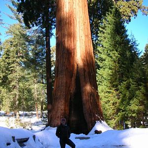 Giant tree Sentinel