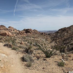 Lost Palms Oasis Trail