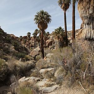 Lost Palms Oasis Trail