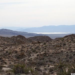 Lost Palms Oasis Trail