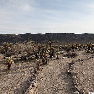 Cholla Cactus Garden