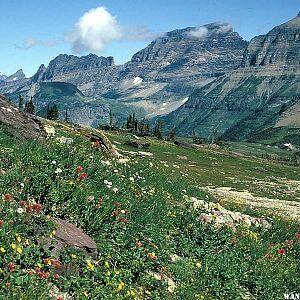 Wildflowers at Logan Pass - Glacier National Park - NPS.gov