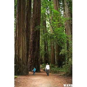 Old growth with daughter