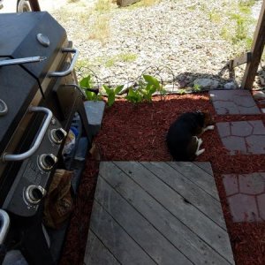 Rusty guarding the grill