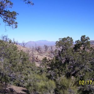 Looking west towards Cima, Ca.