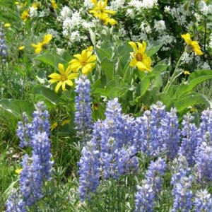 Nature Bouquet