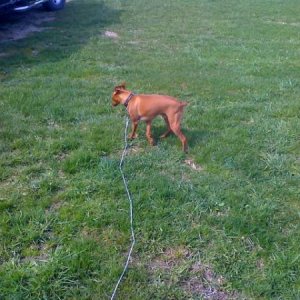 Joe Boy the 14lb Min Pin