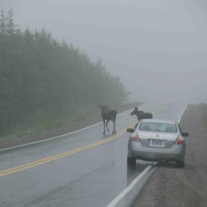 Cabot Trail, Nova Scotia Canada