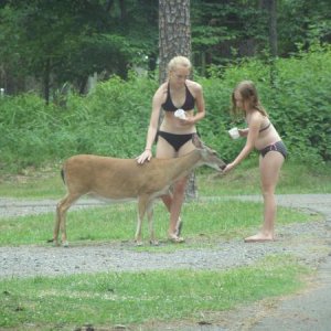 DeerFeeding