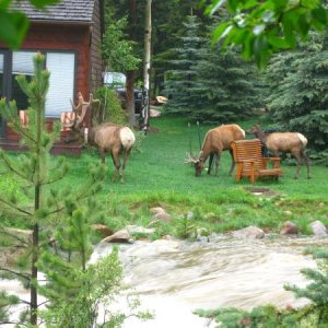 Year-round Estes Park residents.