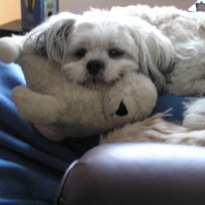 Laki our Lhaso Apso relaxing with his baby-doll