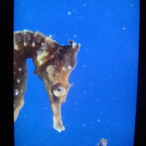 Monterey Bay Aquarium, President's Weekend