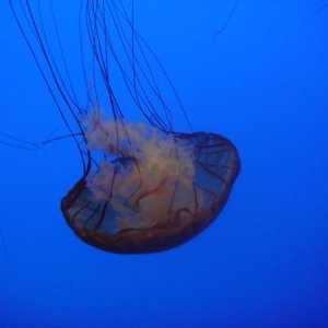 Monterey Bay Aquarium, President's Weekend