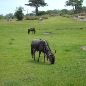 Disney World Animal Kingdom 2007