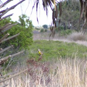 Yellow Bird Perched