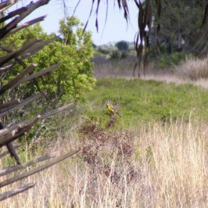 Yellow Bird Perched