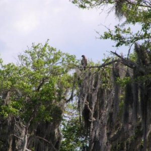 Red Tailer Hawk